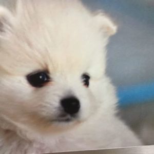 Meet your Posher, Betty